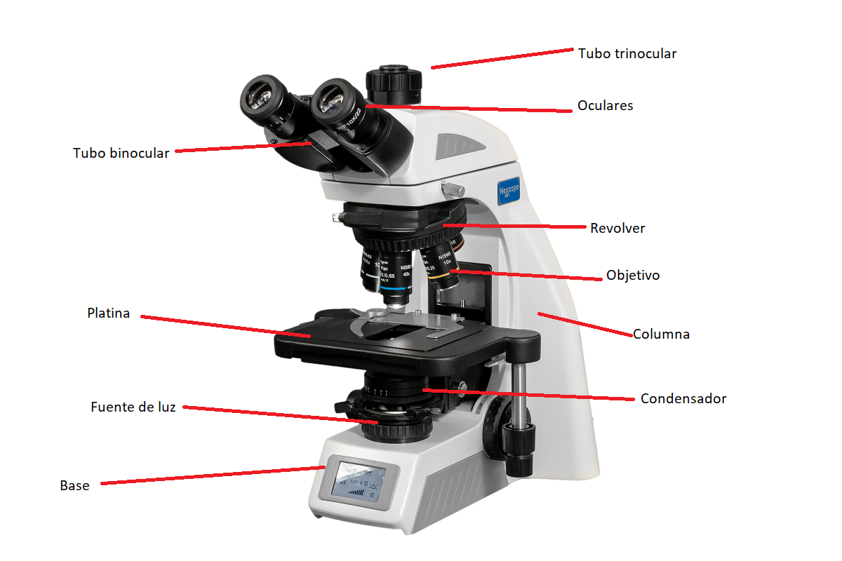 Partes del microscopio óptico